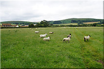 ST1343 : Sheep near East Quantoxhead by Bill Boaden