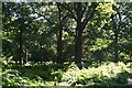 Woodland near the Ladderstile Gate, Richmond Park