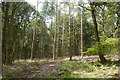 SO3373 : Mixed woodland, Bucknell by Richard Webb