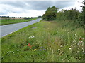 Wild flowers alongside Town End