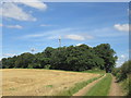 Fox Flat Plantation, north of Sprotbrough