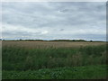 Crop field, North Fen