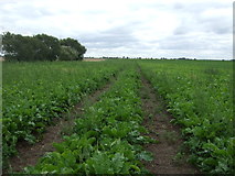 TL4080 : Track through crop field, North Fen by JThomas