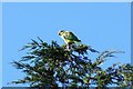 Ring-necked Parakeet (Psittacula krameri), Nonsuch Park