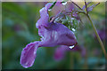 Wild flower at Fulford Ings