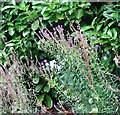 Purple Toadflax (Linaria purpurea) in Shepherd