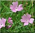 Musk mallow (Malva moschata)