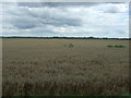 Cereal crop east of Long Drove