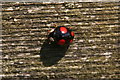 Wrong kind of ladybird, Otby