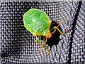 Hawthorn Shieldbug at Old Roan Station