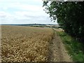 Golden Wheat And A View