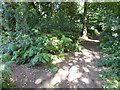 Woodland path parallel with the Greensand Way