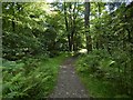 Path in Ardencaple Wood