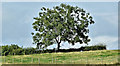 Tree, Ballymullan, Crawfordsburn (August 2017)