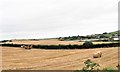 Removing straw bales from a harvested field near Lough Cowey