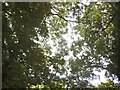 Tree canopy in Golders Hill Park