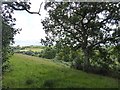 Field and scrub above Coombeland