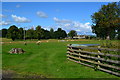 Sheep in field opposite Station Cottages, Edrom