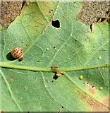TG3106 : Oyster gall on oak by Evelyn Simak