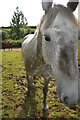 West Dorset : Grassy Field & Horses