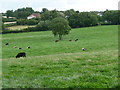 Cattle grazing south-east of Hall Green Farm