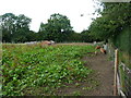 Piggery near Hall Green Farm