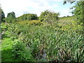 Rushes in the Pinxton Arm, near the Boat Inn