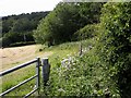 Fence and hedge on southern side of Riccards Lane