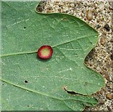 TG3106 : Smooth spangle gall on oak leaf by Evelyn Simak