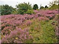 Clipstone Warme Brooke Wood