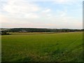 Rodge Land/Rodge Land Croft/Sheep Lands/Cow Ground