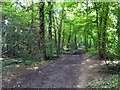 Path in Park Wood