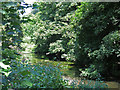 The western arm of the River Colne west of Old Mill Lane (3)