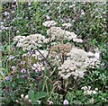 TG3203 : Water mint and Wild Angelica by Evelyn Simak