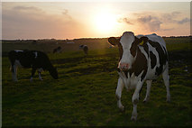 ST5401 : West Dorset : Grassy Field & Cattle by Lewis Clarke
