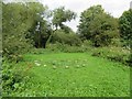 Winnall Moors Nature Reserve