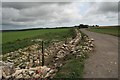 SY6686 : Dry stone wall rebuilding, South Dorset Ridgeway by Becky Williamson