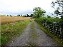 H4569 : Lane, Drumragh (Cadwell) by Kenneth  Allen