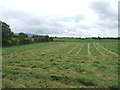 Cut silage field, Melmerby Moor