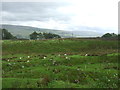 Sheep grazing near Gill Burn