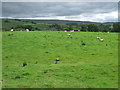 Grazing near Alston