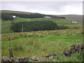 Grazing near Foulard