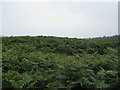 NU0228 : Bracken and Woodland above Weetwood Hall by Les Hull