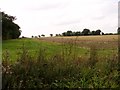 Crop fields north of Loddon S Wood