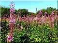 Rosebay willow herb,Rimrose Valley Country Park