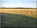 TL7141 : Field by Moat Road, Birdbrook by David Howard