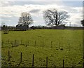 Pasture, Higher Ashridge