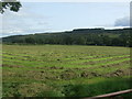 Cut silage field