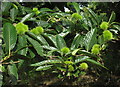 Sweet chestnut, Castle Meadow, Totnes