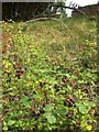 Blackberries, Castle Meadow, Totnes